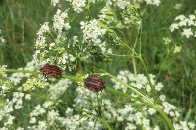 <i>Graphosoma italicum</i>
