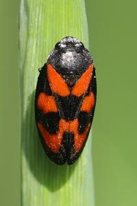 <i>Cercopis vulnerata</i>