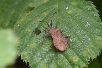 <i>Coreus marginatus</i>