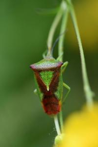 <i>Acanthosoma haemorrhoidale</i>