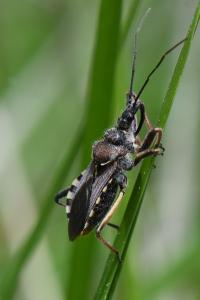 <i>Rhynocoris erythropus</i>