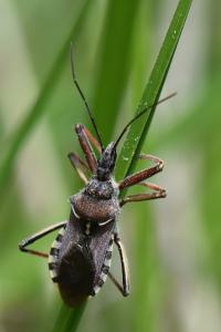 <i>Rhynocoris erythropus</i>