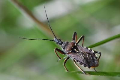 <i>Rhynocoris erythropus</i>