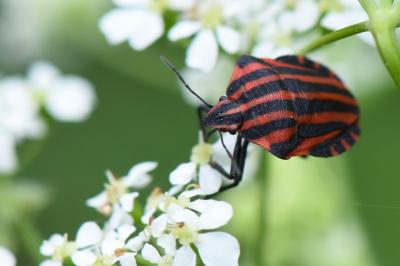 <i>Graphosoma italicum</i>