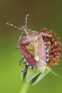 <i>Dolycoris baccarum</i>