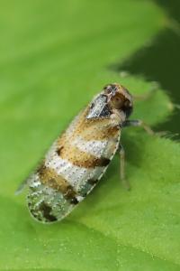 <i>Tachycixius venustulus</i>