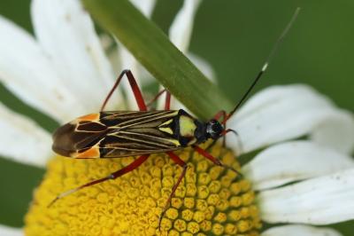 <i>Miris striatus</i>