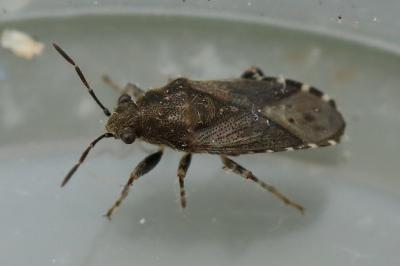 <i>Heterogaster urticae</i>