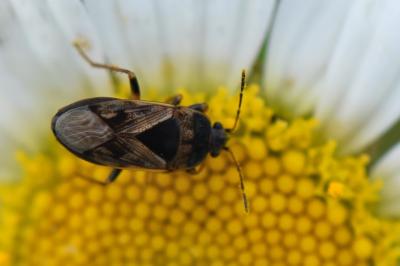 <i>Trapezonotus ullrichi</i>