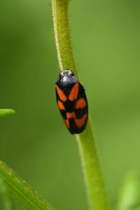 <i>Cercopis vulnerata</i>