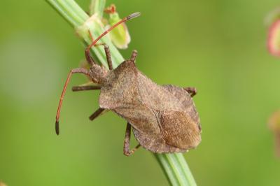 <i>Coreus marginatus</i>