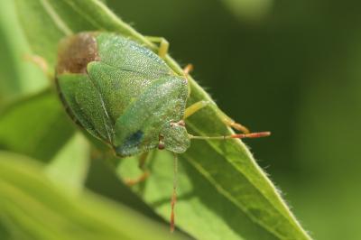 <i>Palomena prasina</i>