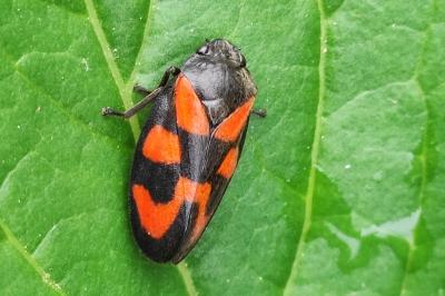 <i>Cercopis vulnerata</i>