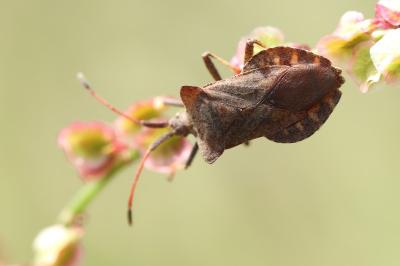 <i>Coreus marginatus</i>
