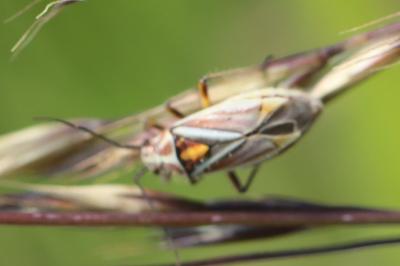<i>Horistus orientalis</i>