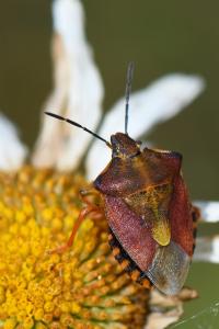 <i>Carpocoris purpureipennis</i>