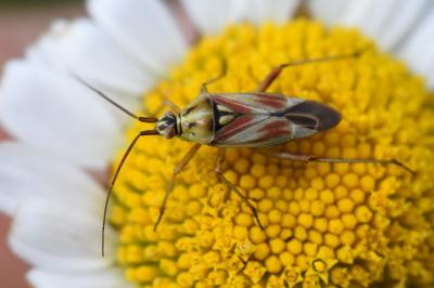 <i>Calocoris roseomaculatus</i>