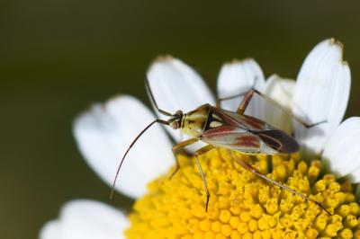 <i>Calocoris roseomaculatus</i>