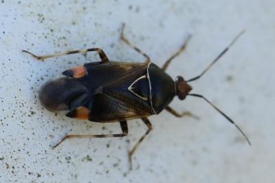 <i>Deraeocoris flavilinea</i>