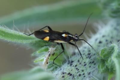 <i>Capsodes sulcatus</i>
