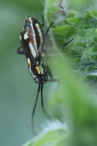 <i>Capsodes sulcatus</i>