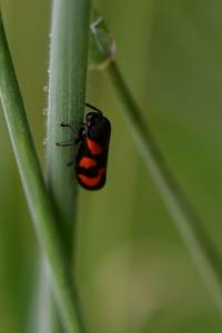 <i>Cercopis vulnerata</i>