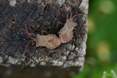 <i>Coreus marginatus</i>