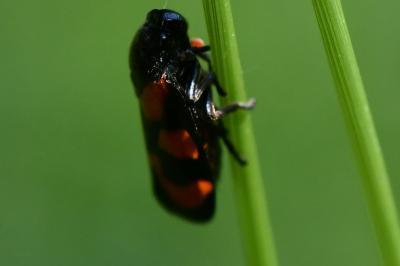 <i>Cercopis vulnerata</i>