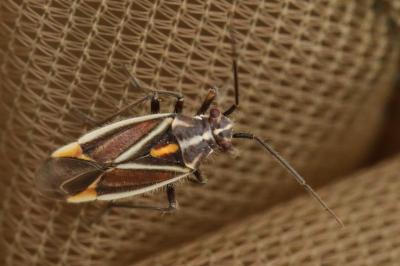<i>Horistus orientalis</i>