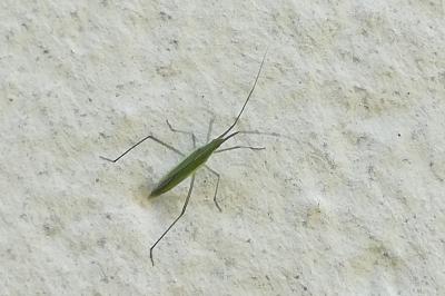 <i>Megaloceroea recticornis</i>