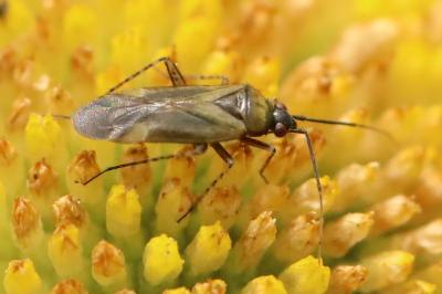 <i>Plagiognathus arbustorum</i>