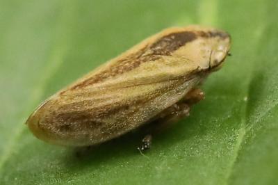 <i>Philaenus spumarius</i>