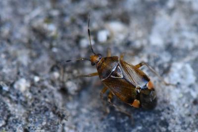 <i>Deraeocoris flavilinea</i>