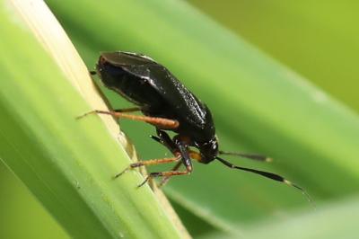 <i>Capsus ater</i>