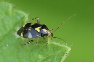 Liocoris tripustulatus