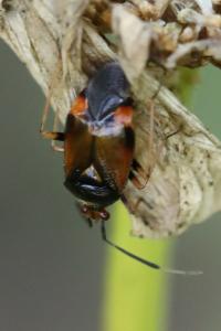 <i>Deraeocoris ruber</i>
