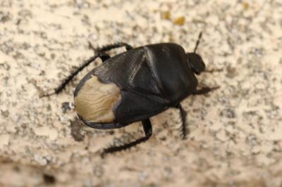 <i>Cydnus aterrimus</i>