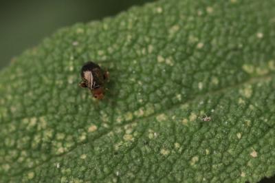<i>Halticus luteicollis</i>