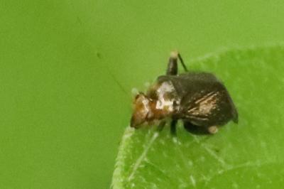 <i>Halticus luteicollis</i>