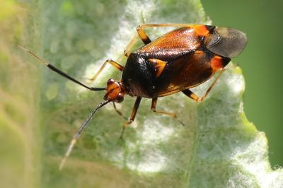 <i>Deraeocoris ruber</i>