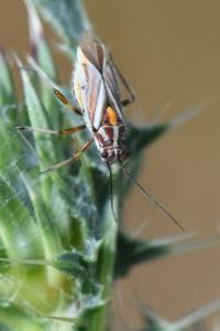 <i>Horistus orientalis</i>
