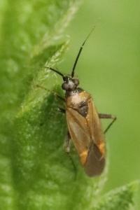 <i>Plagiognathus arbustorum</i>