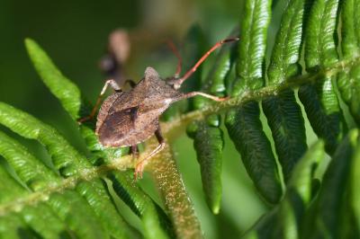 <i>Coreus marginatus</i>