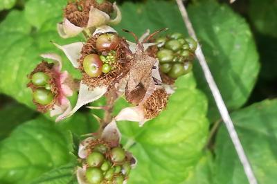 <i>Coreus marginatus</i>