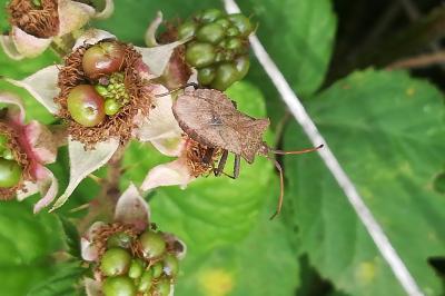 <i>Coreus marginatus</i>