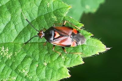 <i>Deraeocoris ruber</i>