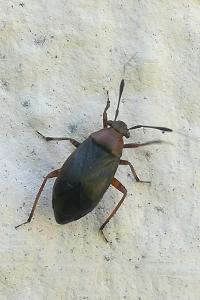 <i>Capsus ater</i>