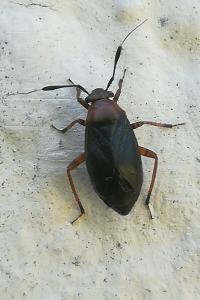 <i>Capsus ater</i>