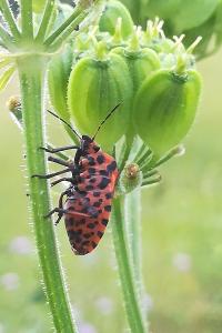 <i>Graphosoma italicum</i>