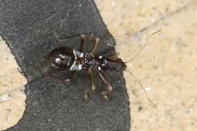 <i>Himacerus mirmicoides</i>